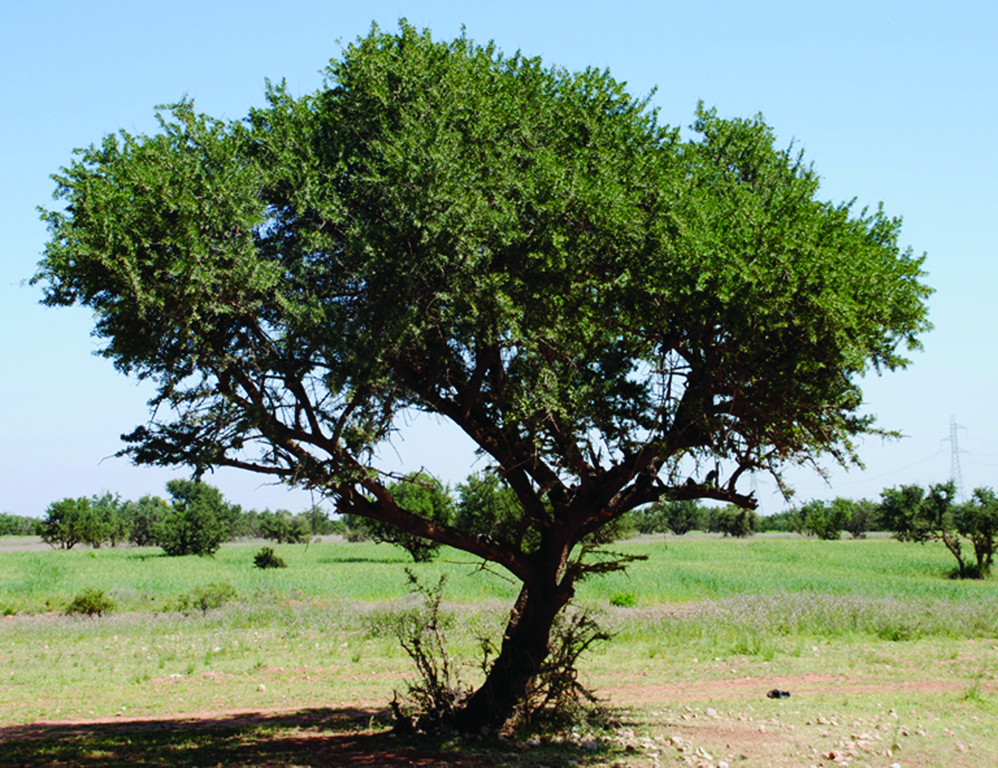 Argan_Baum